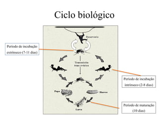 Ciclo biológico
Período de incubação
extrínseco (7-11 dias)
Período de incubação
intrínseco (2-8 dias)
Período de maturação
(10 dias)
 