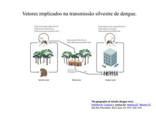 The geography of sylvatic dengue virus.
Vasilakis N, Cardosa J, Hanley KA, Holmes EC, Weaver SC.
Nat Rev Microbiol. 2011 June 13; 9(7): 532–541.
Vetores implicados na transmissão silvestre de dengue.
 
