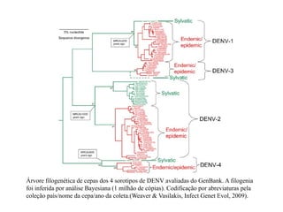 Árvore filogenética de cepas dos 4 sorotipos de DENV avaliadas do GenBank. A filogenia
foi inferida por análise Bayesiana (1 milhão de cópias). Codificação por abreviaturas pela
coleção país/nome da cepa/ano da coleta.(Weaver & Vasilakis, Infect Genet Evol, 2009).
 