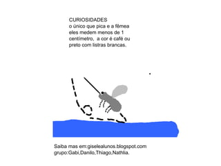 CURIOSIDADES
o único que pica e a fêmea
eles medem menos de 1
centímetro, a cor é café ou
preto com listras brancas.
Saiba mas em:giselealunos.blogspot.com
grupo:Gabi,Danilo,Thiago,Nathlia.
 