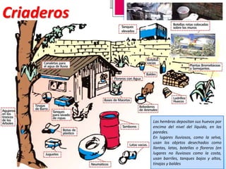 Criaderos

Las hembras depositan sus huevos por
encima del nivel del líquido, en las
paredes.
En lugares lluviosos, como la selva,
usan los objetos desechados como
llantas, latas, botellas o floreros (en
lugares no lluviosos como la costa,
usan barriles, tanques bajos y altos,
tinajas y baldes

 