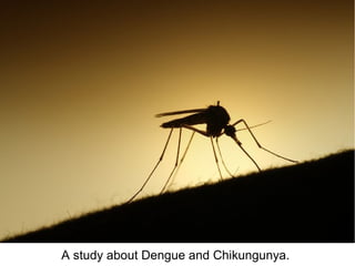 A study about Dengue and Chikungunya.
 