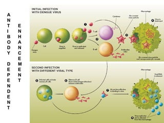 A
N
T
I
B
O
D
Y
D
E
P
E
N
D
E
N
T
E
N
H
A
N
C
E
M
E
N
T
 