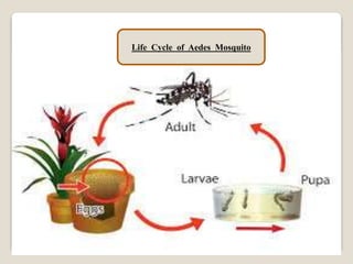 Life Cycle of Aedes Mosquito
 