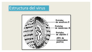 Estructura del virus
 