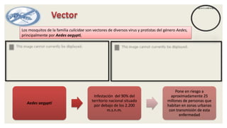 Los mosquitos de la familia culicidae son vectores de diversos virus y protistas del género Aedes,
principalmente por Aedes aegypti,
Aedes aegypti
Infestación del 90% del
territorio nacional situado
por debajo de los 2.200
m.s.n.m.
Pone en riesgo a
aproximadamente 25
millones de personas que
habitan en zonas urbanas
con transmisión de esta
enfermedad
 