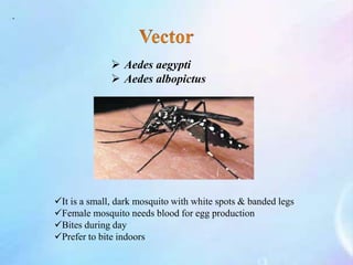 .
 Aedes aegypti
 Aedes albopictus
It is a small, dark mosquito with white spots & banded legs
Female mosquito needs blood for egg production
Bites during day
Prefer to bite indoors
 