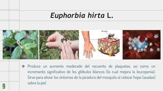 Euphorbia hirta L.
 Produce un aumento moderado del recuento de plaquetas, así como un
incremento significativo de los gl...