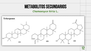 Metabolitossecundarios
Chamaesyce hirta L.
12
Triterpenos
 