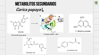 Metabolitossecundarios
Carica papaya L
Flavonoide Quercetina
Proteasa NS2B – NS3
16
 