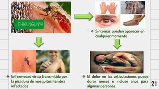  Enfermedad vírica transmitida por
la picadura de mosquitos hembra
infectados
 El dolor en las articulaciones puede
dura...