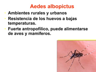 • Ambientes rurales y urbanos
• Resistencia de los huevos a bajas
temperaturas.
• Fuerte antropofílico, puede alimentarse
de aves y mamíferos.
Aedes albopictus
 