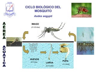 HUEVOS (2-3 días) AÉREA ACUÁTICA PUPA  (1-3 días) LARVA (5-14 días) IMAGO   (21-30 días) CICLO BIOLÓGICO DEL MOSQUITO Aedes aegypti 