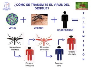 ¿CÓMO SE TRANSMITE EL VIRUS DEL DENGUE? Persona  infectada Persona  infectada Persona  sana VIRUS VECTOR HOSPEDADOR T R A N S M I S I Ó N Mosquito no infectado Mosquito infectado 