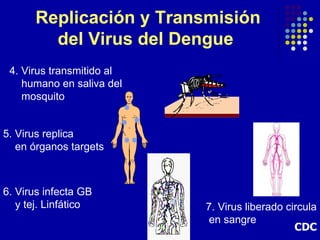 Replicación y Transmisión
        del Virus del Dengue
 4. Virus transmitido al
    humano en saliva del
    mosquito


5. Virus replica
   en órganos targets



6. Virus infecta GB
   y tej. Linfático        7. Virus liberado circula
                            en sangre
                                               CDC
 