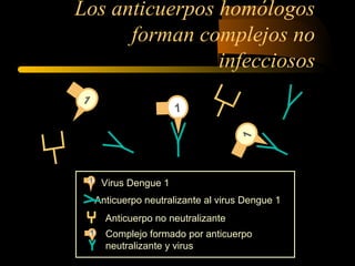 Los anticuerpos homólogos 
forman complejos no 
1 
1 
Anticuerpo neutralizante al virus Dengue 1 
1 
Virus Dengue 1 1 
Anticuerpo no neutralizante 
1 Complejo formado por anticuerpo 
neutralizante y virus 
infecciosos 
 
