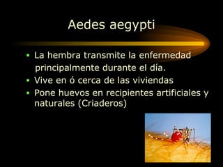 La hembra transmite la enfermedad principalmente durante el día. Vive en  ó  cerca de las viviendas Pone huevos en recipientes artificiales y naturales (Criaderos) Aedes aegypti 