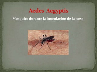 Mosquito durante la inoculación de la noxa.
 