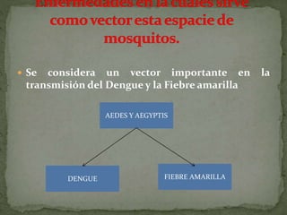  Se considera un vector importante en la
transmisión del Dengue y la Fiebre amarilla
AEDES Y AEGYPTIS
DENGUE FIEBRE AMARILLA
 