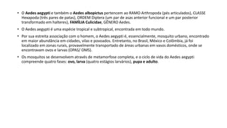 • O Aedes aegypti e também o Aedes albopictus pertencem ao RAMO Arthropoda (pés articulados), CLASSE
Hexapoda (três pares de patas), ORDEM Diptera (um par de asas anterior funcional e um par posterior
transformado em halteres), FAMÍLIA Culicidae, GÊNERO Aedes.
• O Aedes aegypti é uma espécie tropical e subtropical, encontrada em todo mundo.
• Por sua estreita associação com o homem, o Aedes aegypti é, essencialmente, mosquito urbano, encontrado
em maior abundância em cidades, vilas e povoados. Entretanto, no Brasil, México e Colômbia, já foi
localizado em zonas rurais, provavelmente transportado de áreas urbanas em vasos domésticos, onde se
encontravam ovos e larvas (OPAS/ OMS).
• Os mosquitos se desenvolvem através de metamorfose completa, e o ciclo de vida do Aedes aegypti
compreende quatro fases: ovo, larva (quatro estágios larvários), pupa e adulto.
 