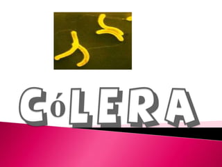 Cólera