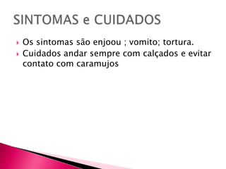 Os sintomas são enjoou ; vomito; tortura.Cuidados andar sempre com calçados e evitar contato com caramujosSINTOMAS e CUIDADOS
