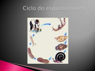           Ciclo do esquistossomo