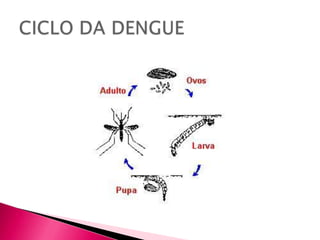 CICLO DA DENGUE