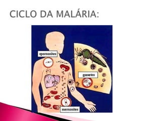 CICLO DA MALÁRIA: