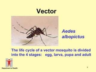 Vector
Aedes
albopictus
The life cycle of a vector mosquito is divided
into the 4 stages: egg, larva, pupa and adult

9

 
