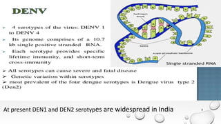 Den2 Dengue epidemiology 03.10.2017
