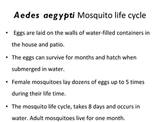 Aedes aegypti  Mosquito life cycle  Eggs are laid on the walls of water-filled containers in the house and patio.  The eggs can survive for months and hatch when submerged in water.  Female mosquitoes lay dozens of eggs up to 5 times during their life time.  The mosquito life cycle, takes 8 days and occurs in water. Adult mosquitoes live for one month.  