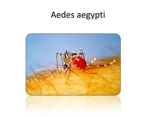 Aedes aegypti 