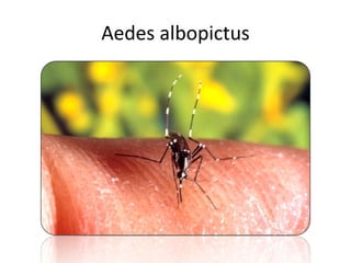 Aedes albopictus 
