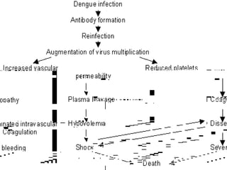 The blood clotting & fibrinolytic system are  & levels of factor XII are  Capillary damage allows fluid, electrolytes & small proteins ,red cells to leak into extravascular spaces This internal redistribution of fluid together with deficits caused by fasting, thirst,vomiting results in hemoconcentration,hypovolaemia, increase cardiac work, tissue hypoxia, metabolic acidosis & hyponatremia 