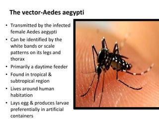 The vector-Aedes aegypti Transmitted by the infected female Aedes aegypti Can be identified by the white bands or scale patterns on its legs and thorax Primarily a daytime feeder Found in tropical & subtropical region Lives around human habitation Lays egg & produces larvae preferentially in artificial containers 