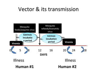 Vector & its transmission 0   5   8   12  16  20  24  28 DAYS   Illness  Illness Human #1   Human #2  Mosquito feeds/acquires virus Mosquito refeeds/transmits virus Viremia   Intrinsic incubation period Extrinsic incubation period Viremia  