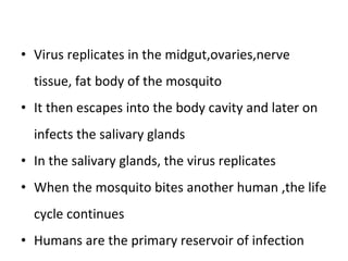 Virus replicates in the midgut,ovaries,nerve tissue, fat body of the mosquito It then escapes into the body cavity and later on infects the salivary glands In the salivary glands, the virus replicates  When the mosquito bites another human ,the life cycle continues Humans are the primary reservoir of infection 