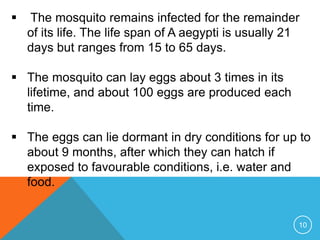 10
The mosquito remains infected for the remainder
of its life. The life span of A aegypti is usually 21
days but ranges from 15 to 65 days.
The mosquito can lay eggs about 3 times in its
lifetime, and about 100 eggs are produced each
time.
The eggs can lie dormant in dry conditions for up to
about 9 months, after which they can hatch if
exposed to favourable conditions, i.e. water and
food.