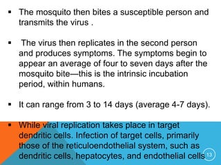13
The mosquito then bites a susceptible person and
transmits the virus .
The virus then replicates in the second person
and produces symptoms. The symptoms begin to
appear an average of four to seven days after the
mosquito bite—this is the intrinsic incubation
period, within humans.
It can range from 3 to 14 days (average 4-7 days).
While viral replication takes place in target
dendritic cells. Infection of target cells, primarily
those of the reticuloendothelial system, such as
dendritic cells, hepatocytes, and endothelial cells