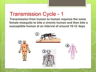Transmission Cycle - 1
Transmission from human to human requires the same
female mosquito to bite a viremic human and then bite a
susceptible human at an interval of around 10-12 days
 