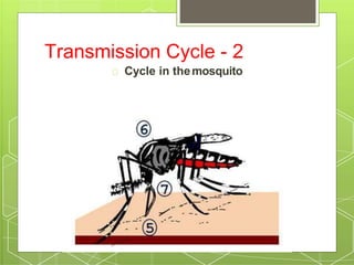 Transmission Cycle - 2
Cycle in themosquito
 