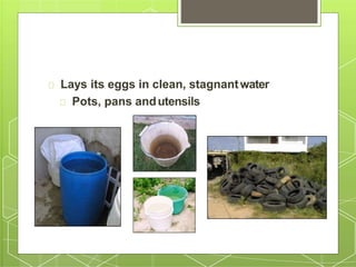 Lays its eggs in clean, stagnantwater
Pots, pans andutensils
 