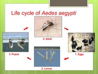 1. Eggs
2. Larvae
3. Pupae
4. Adult
Life cycle of Aedes aegypti
 
