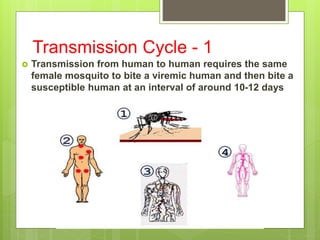  Transmission from human to human requires the same
female mosquito to bite a viremic human and then bite a
susceptible human at an interval of around 10-12 days
Transmission Cycle - 1
 