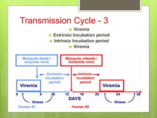 Transmission Cycle - 3
 Viremia
 Extrinsic Incubation period
 Intrinsic Incubation period
 Viremia
 