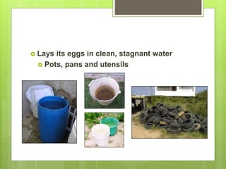  Lays its eggs in clean, stagnant water
 Pots, pans and utensils
 