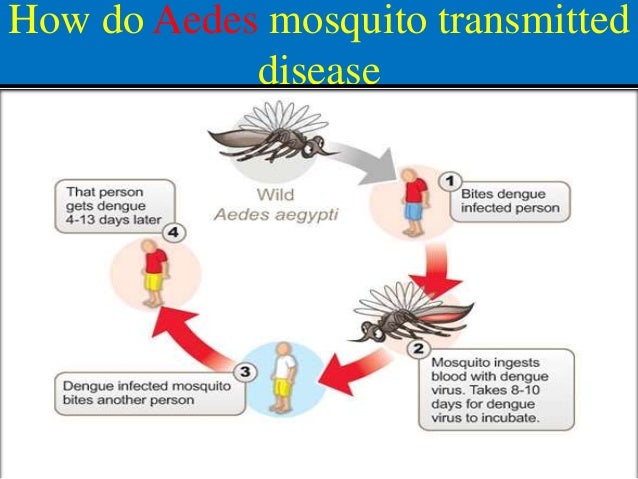 Physiology of dengue