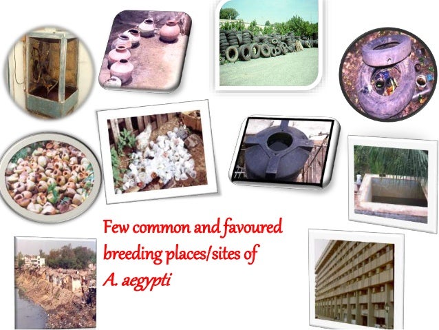 Manifestations of the dengue syndrome
Asymptomatic
Undifferentiated
fever
No h'rage Unusual
hemorrhage
Dengue Fever
DHF I ...