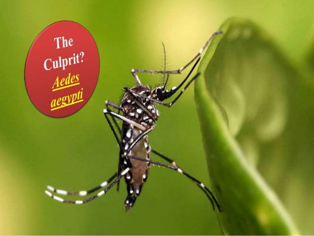How do Aedes mosquito transmitted
disease